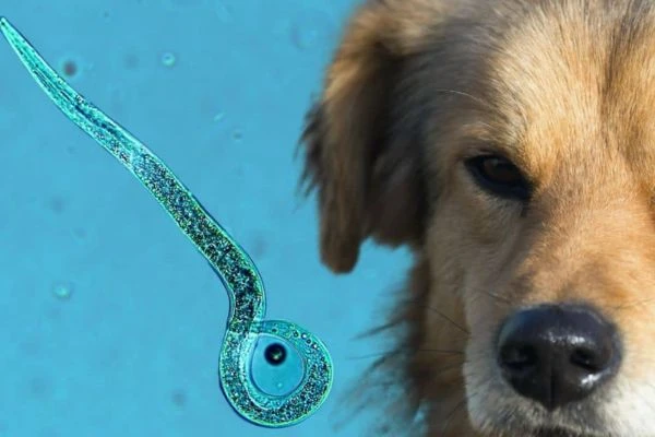 Auf dem Bild im Vordergrund ist ein stark vergrößerter Herzwurm zu sehen, während im Hintergrund ein trauriger Hund zu erkennen ist.