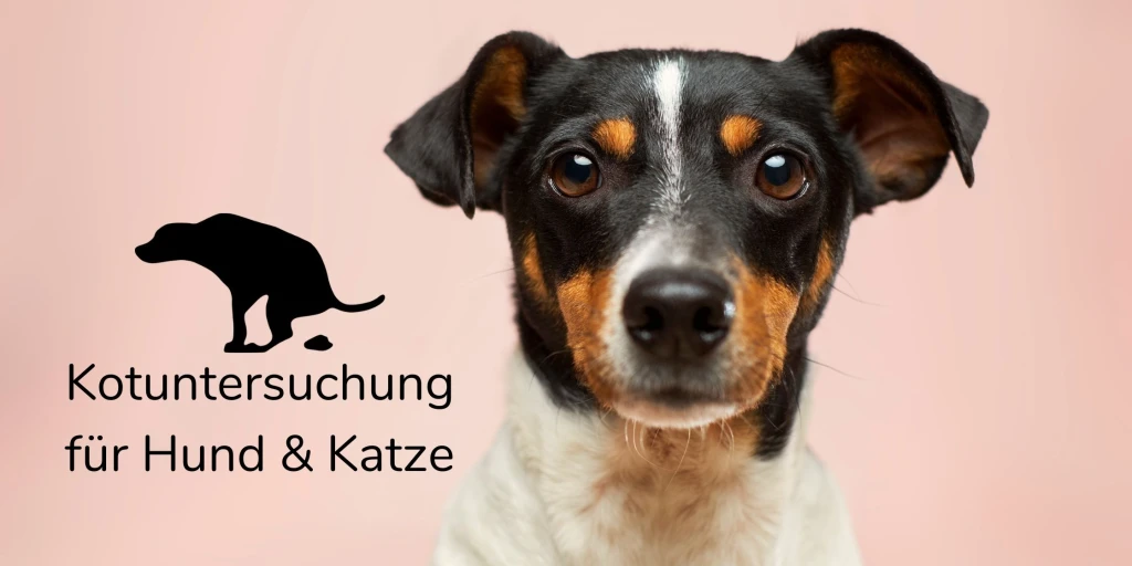 kotuntersuchung hund katze von felmo