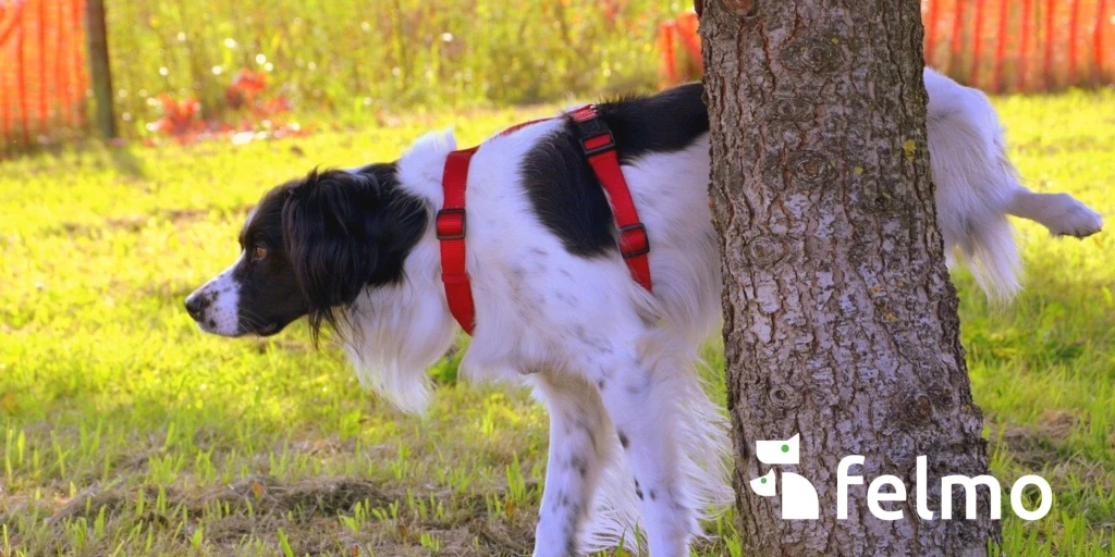 Hund pinkelt an einen Baum - felmo mobiler Tierarzt