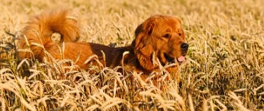 Hund im Feld