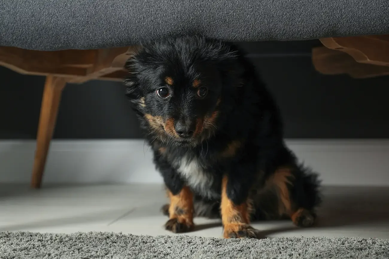 Übungen für ängstliche Hunde