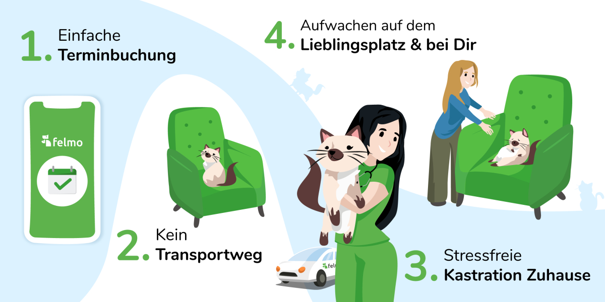 Stressfreie Kastration bei Katze und Kater