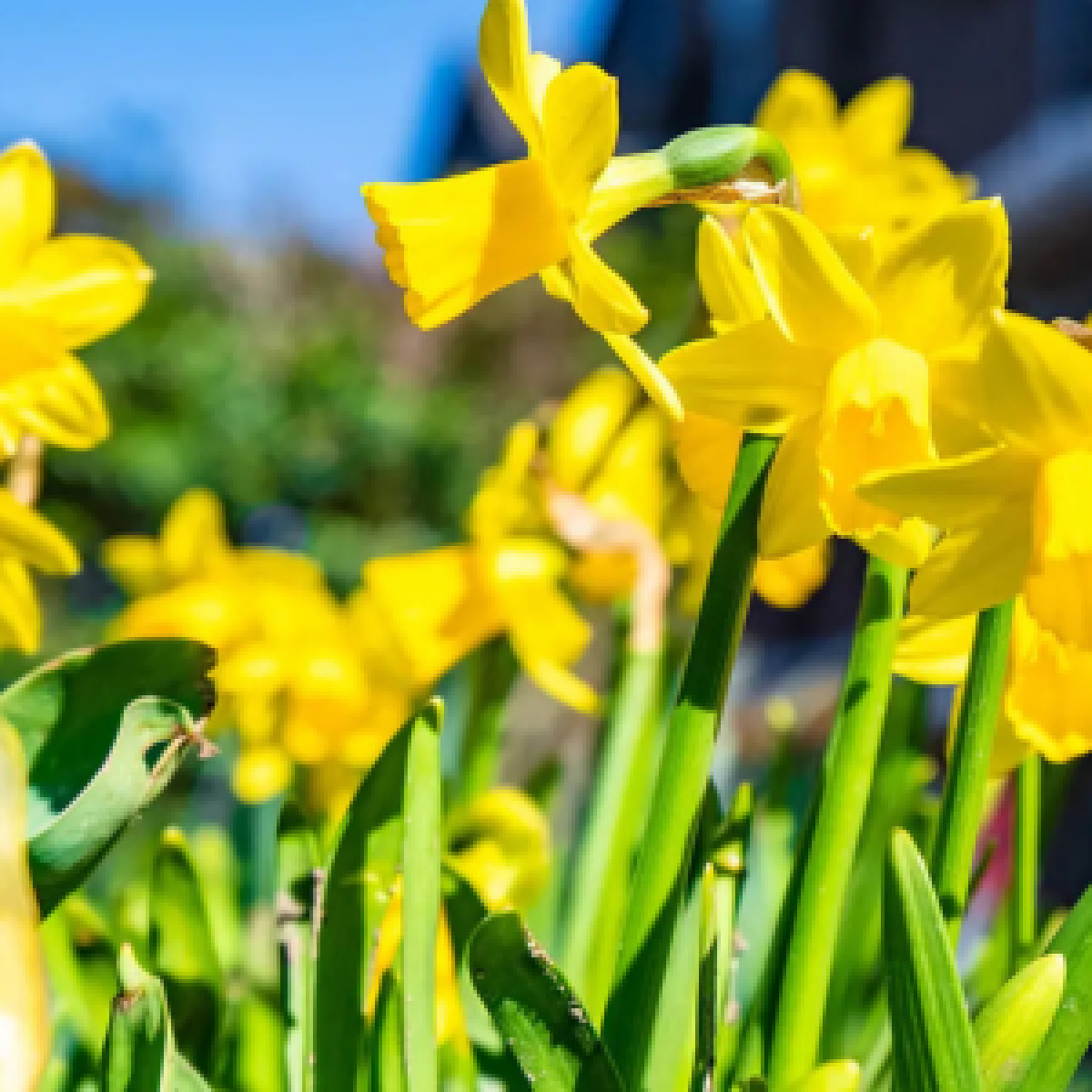 Für Katzen giftige Narzissen