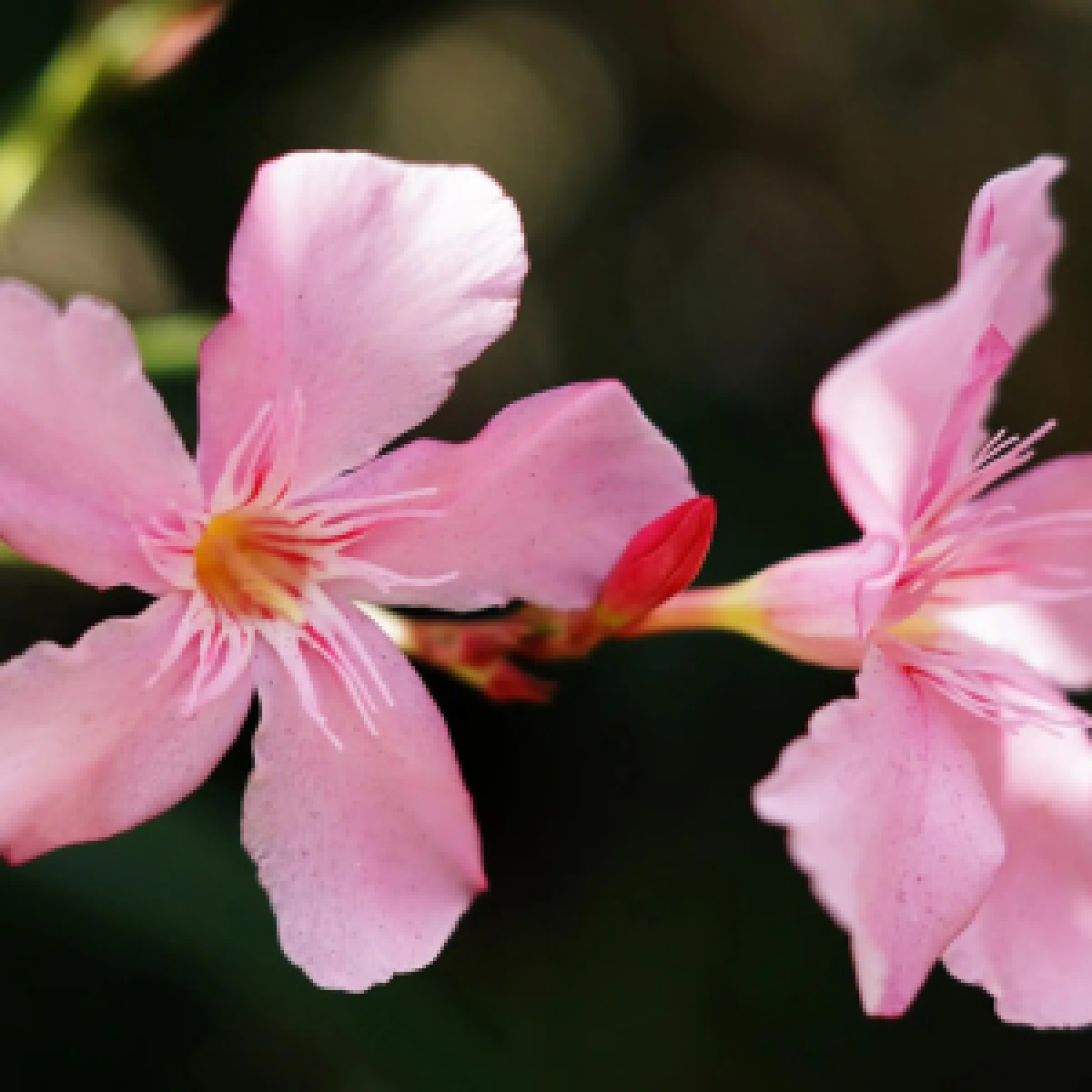 Für Katzen giftiger Oleander