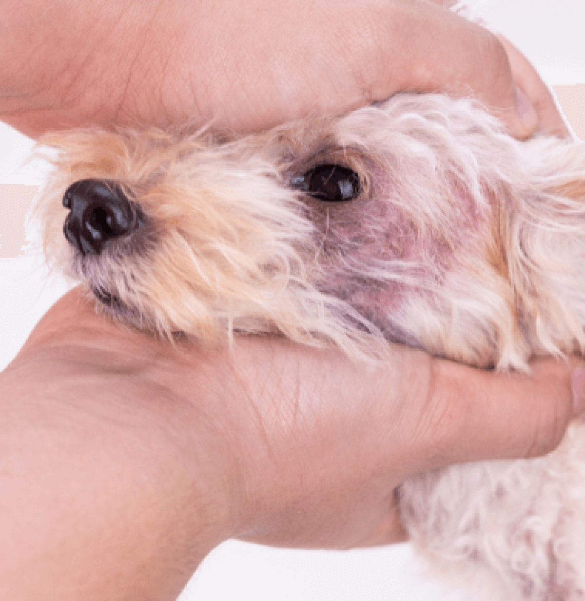 hund allergie symptome auf der haut