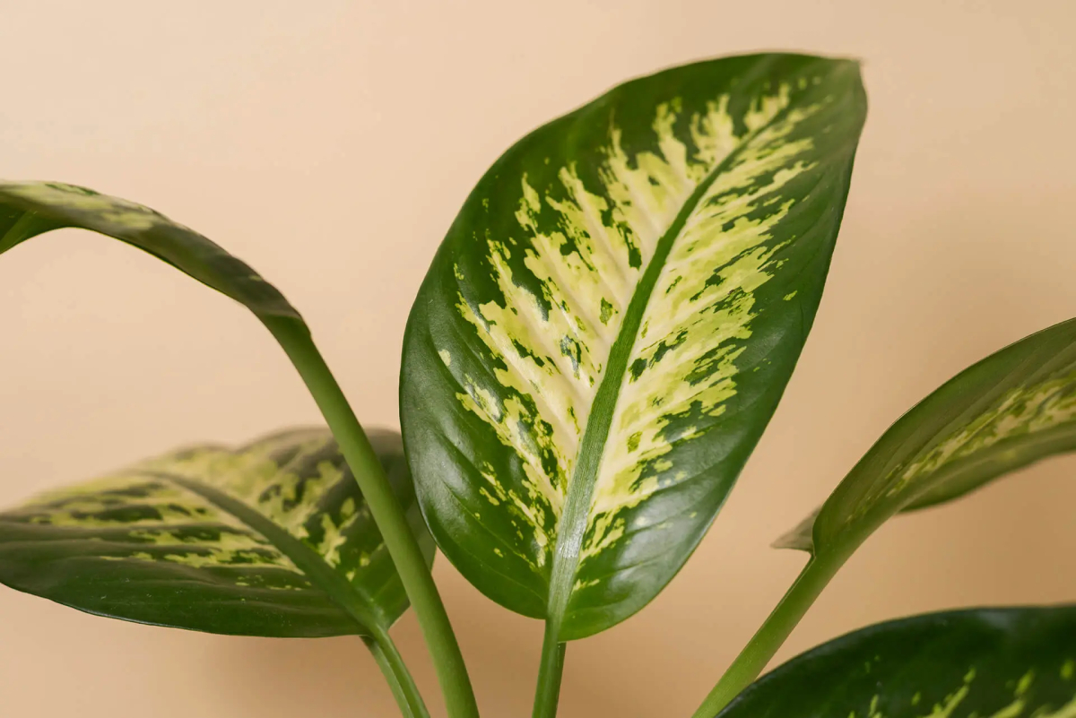 Dieffenbachia giftige Pflanze für Katzen