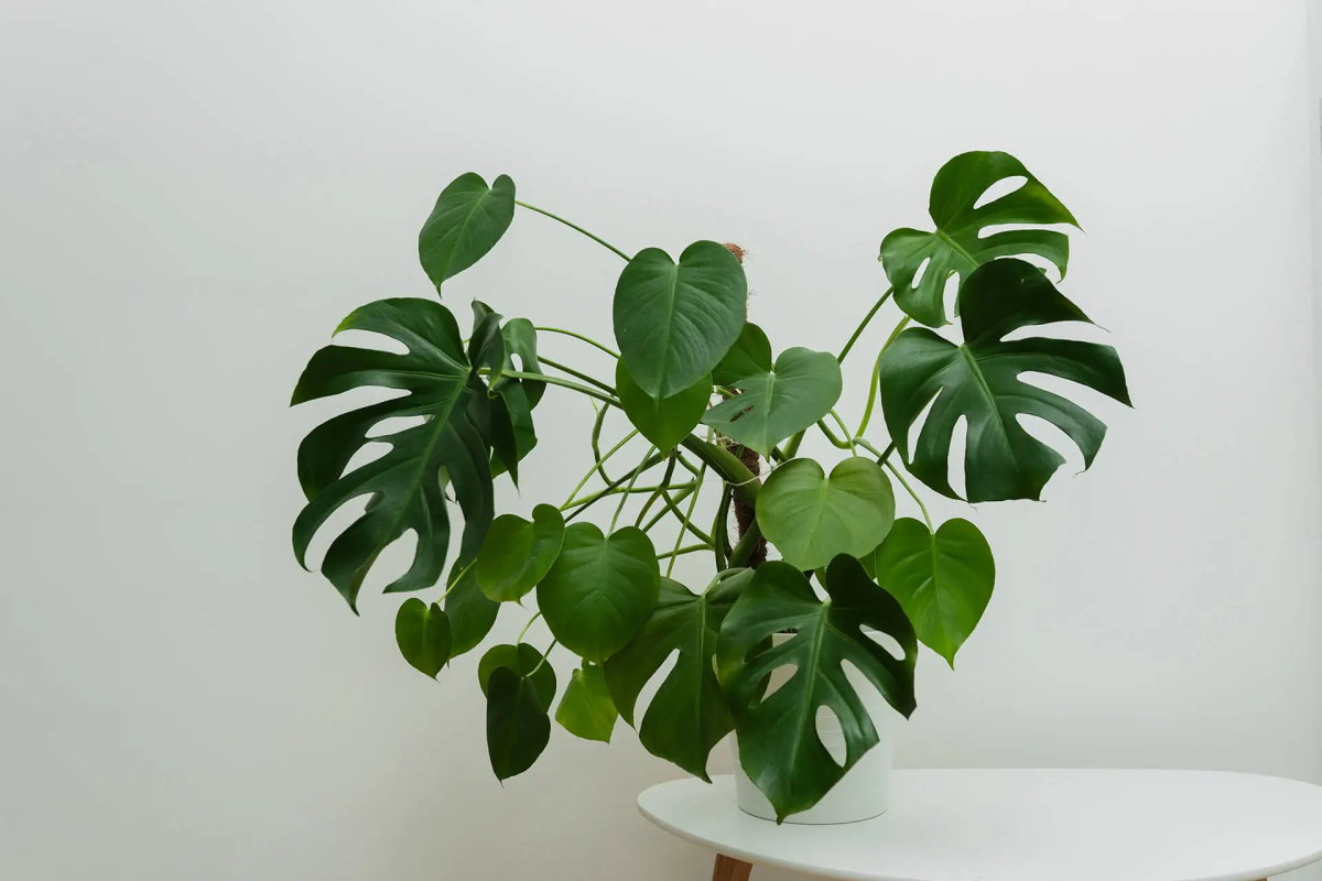 Für Katzen giftiges Philodendron