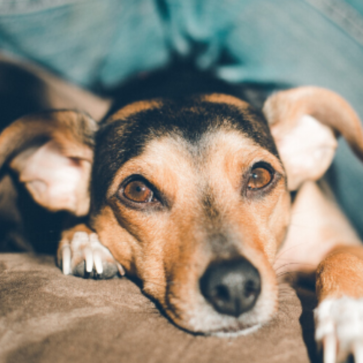 Geschwächter Hund mit Magendrehung liegt auf einem Leder Soafa