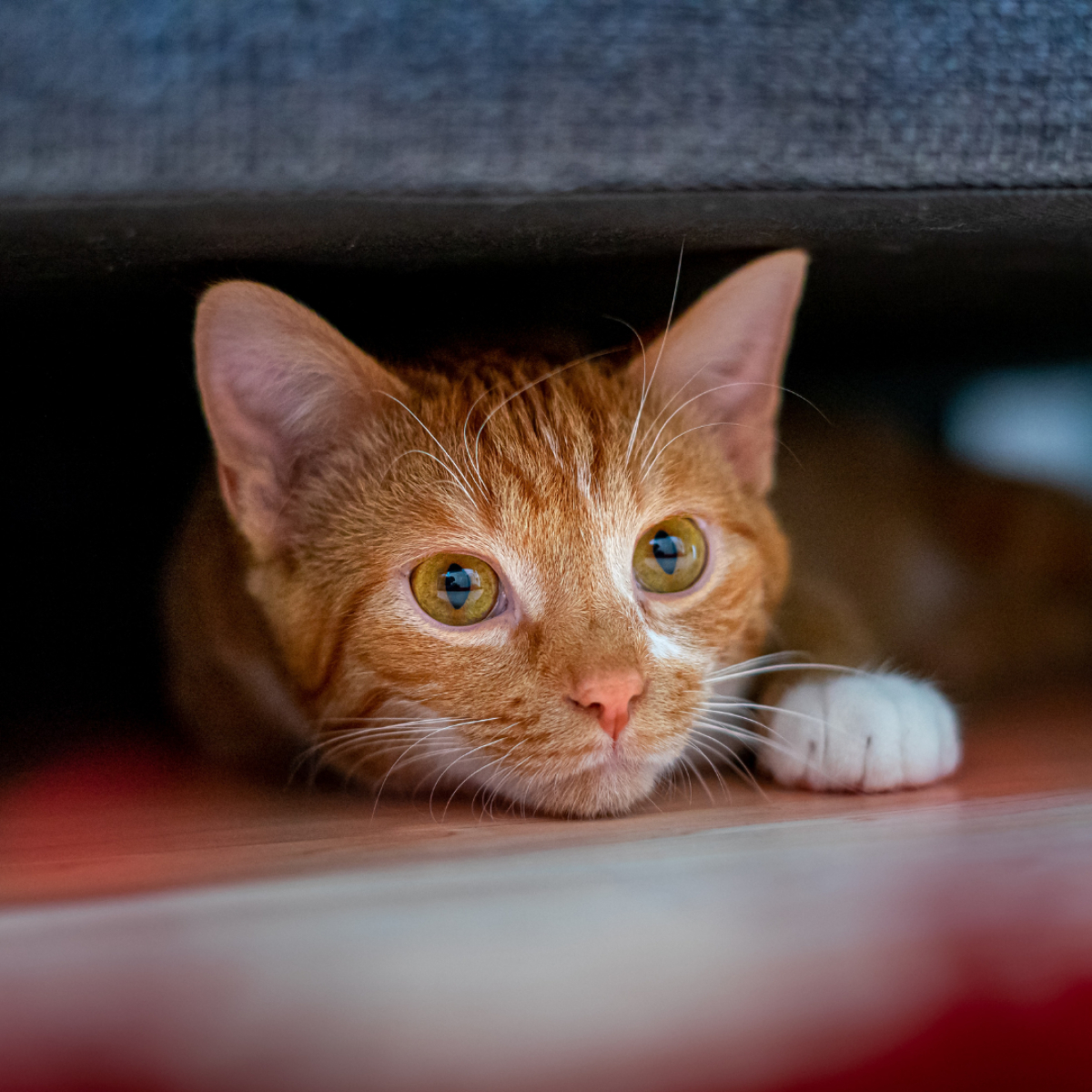 Katze liegt unter dem Bett
