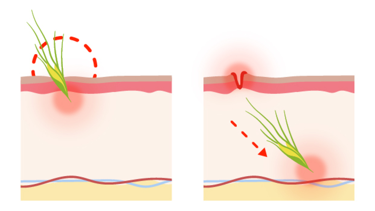 das Risiko für die Haut eines Hundes