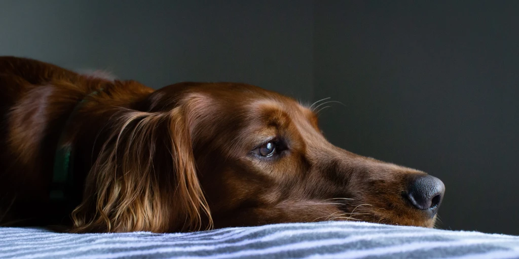 Hund liegt auf Decke