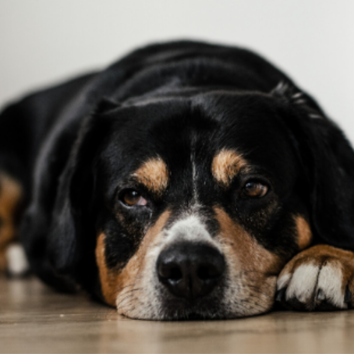 Hund liegt auf dem Boden