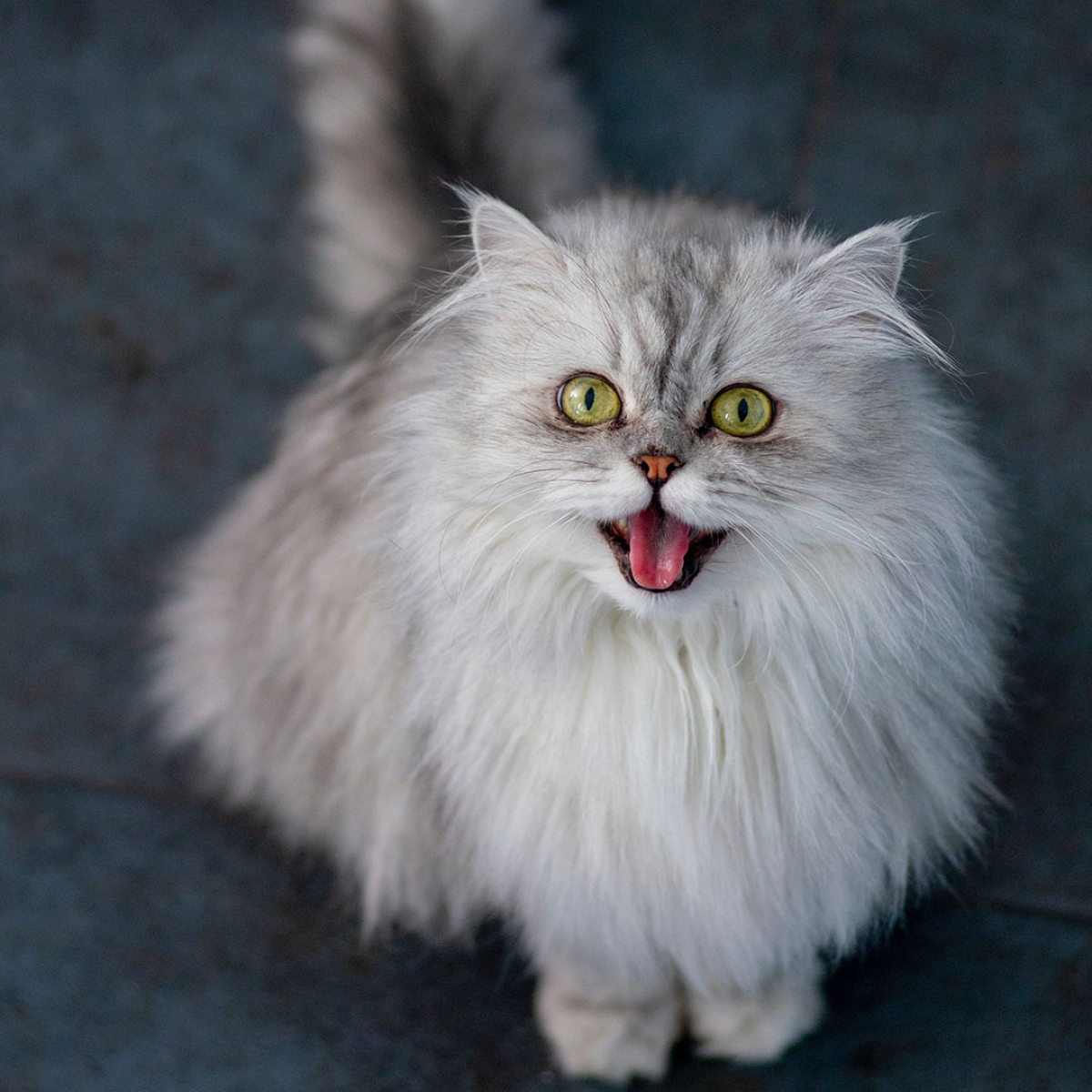 rollige katze mobile