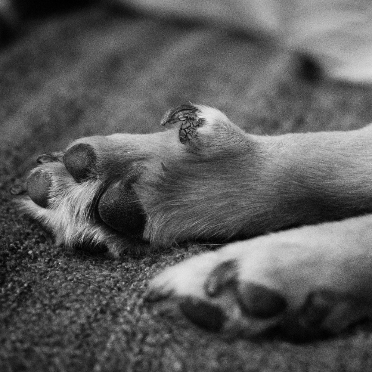 Hundefüße mit wolfskralle