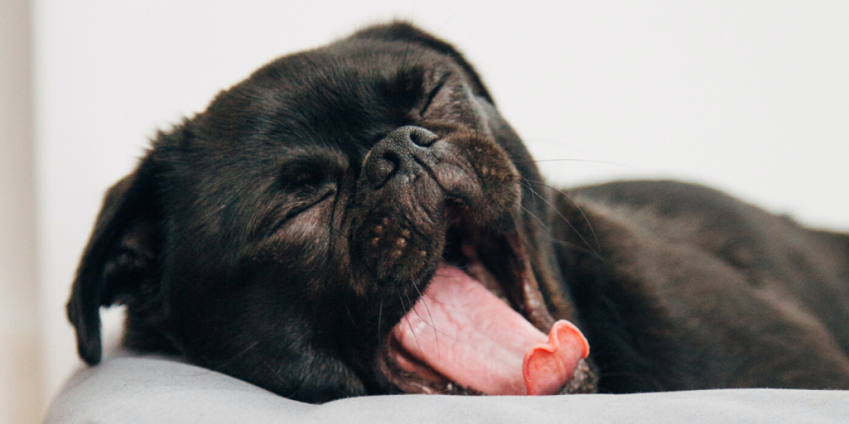 Hund gähnt