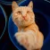 felmo Bewertung Kater