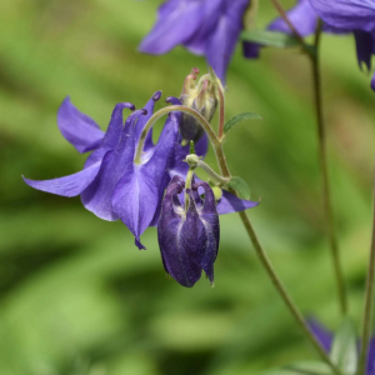 Für Katzen giftiger Blauer Eisenhut