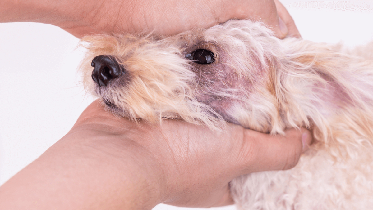 hund allergie symptome auf der haut