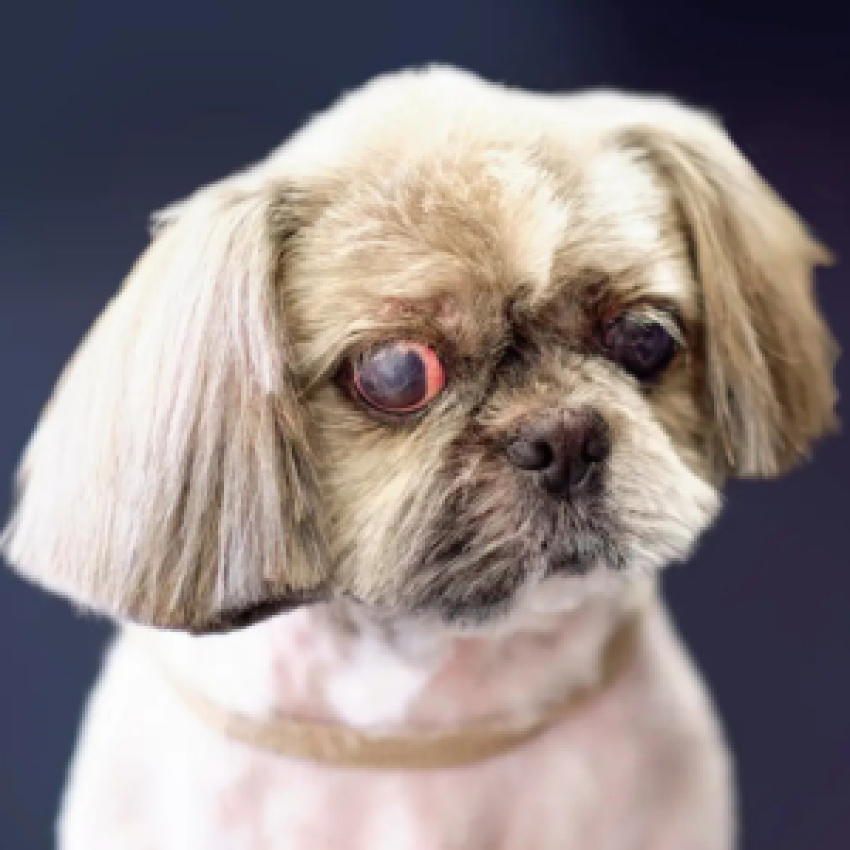 Hund hat Augenentzündung