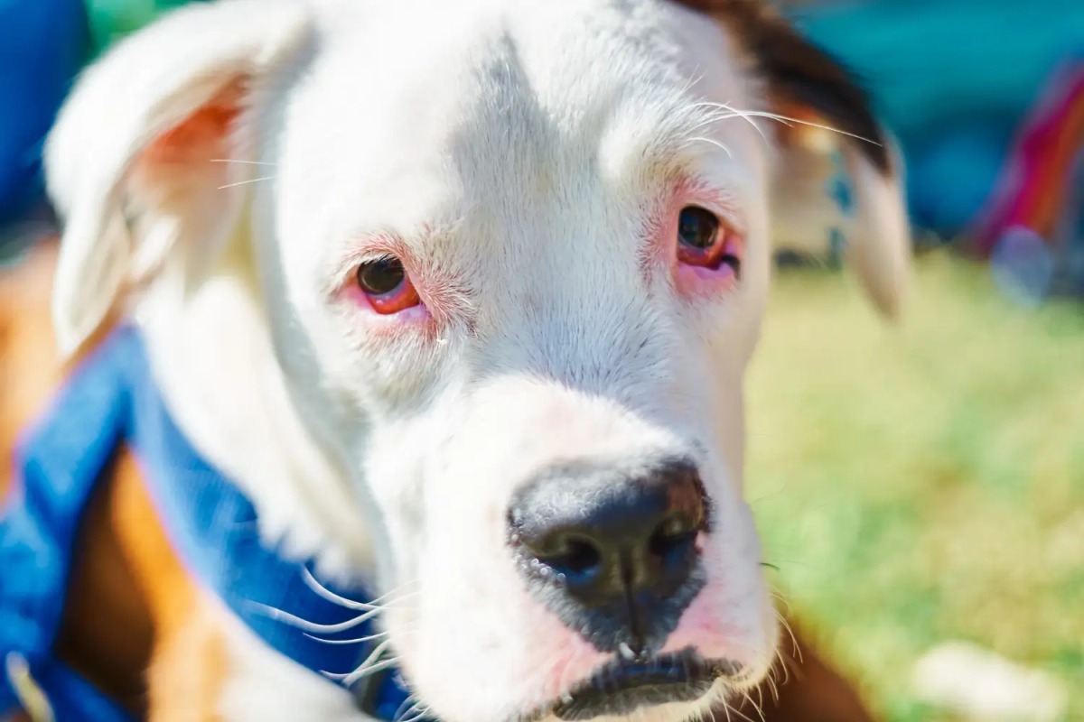 Hund mit Augenentzündung
