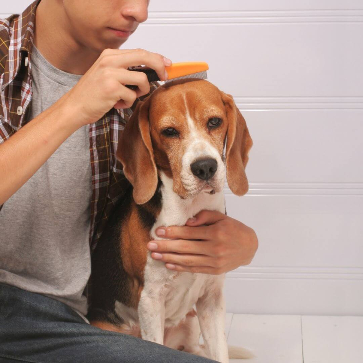 Mann entfloht seinen Hund mit einer Flohbürste