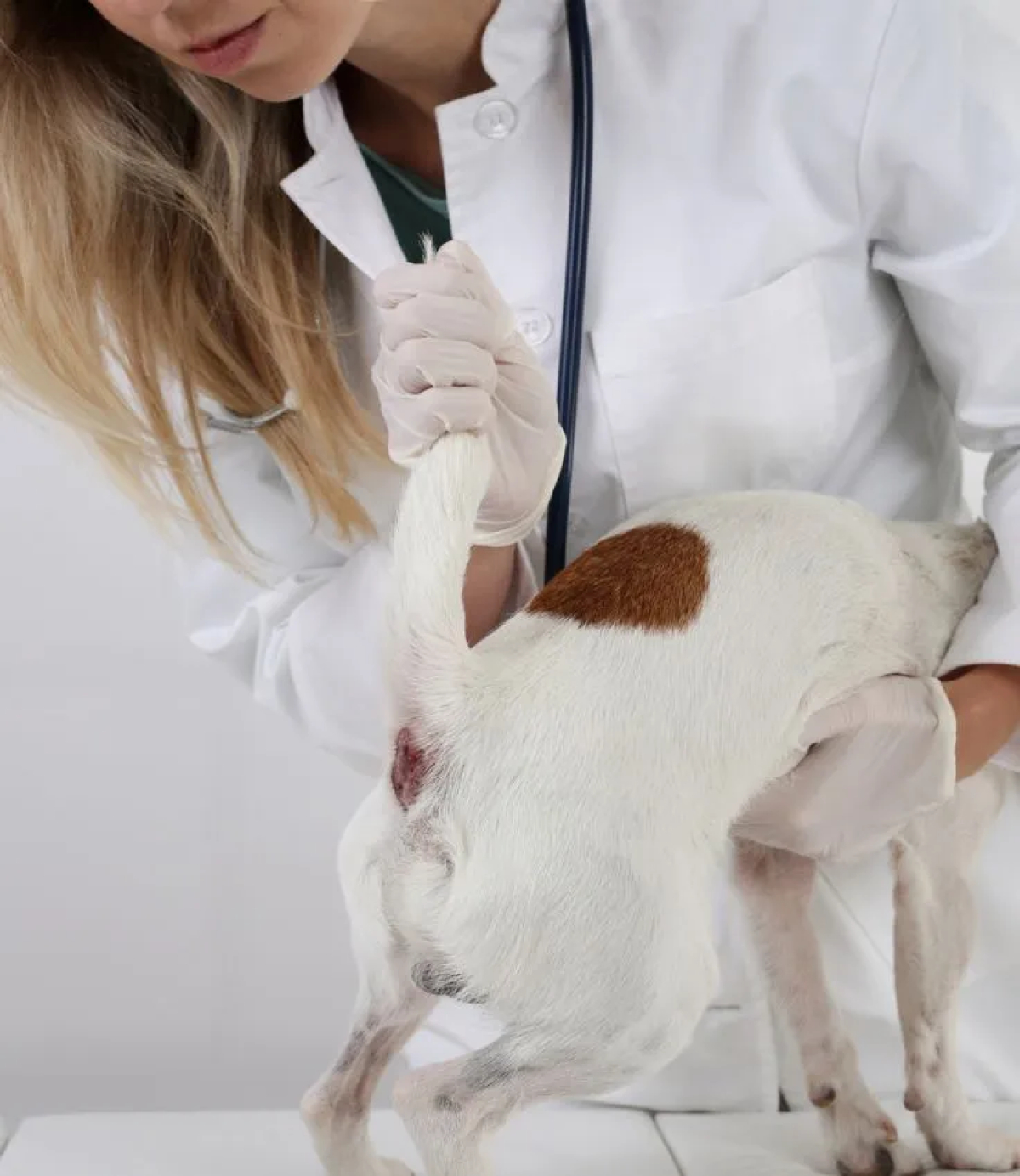 eine Hundeuntersuchung wegen Analdrusen