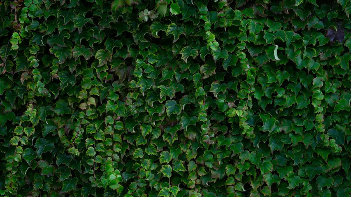 Für Katzen giftiges Efeu