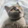 felmo rezension katze friederike