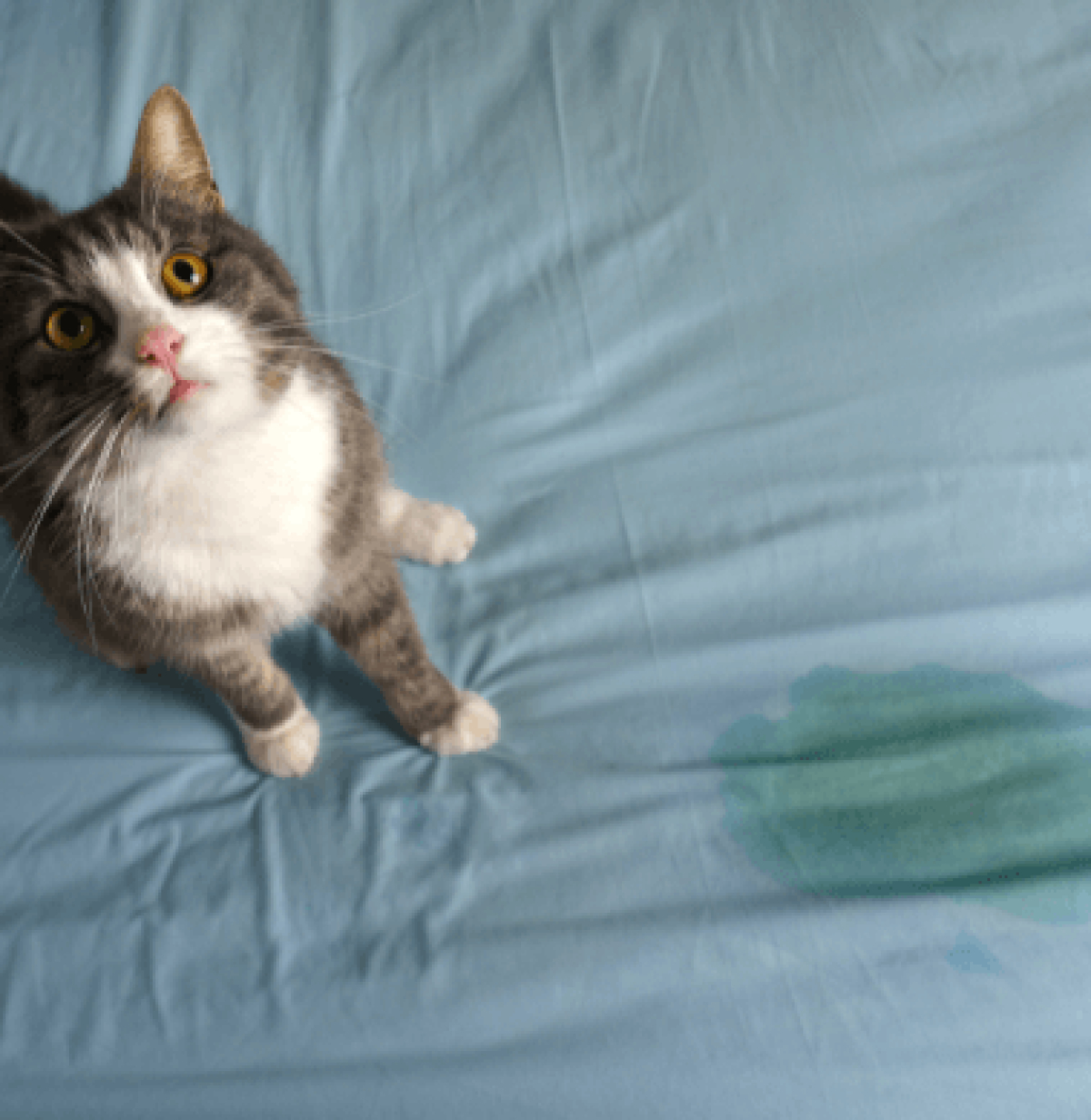 Katze sitzt neben Urinfleck auf dem Bett