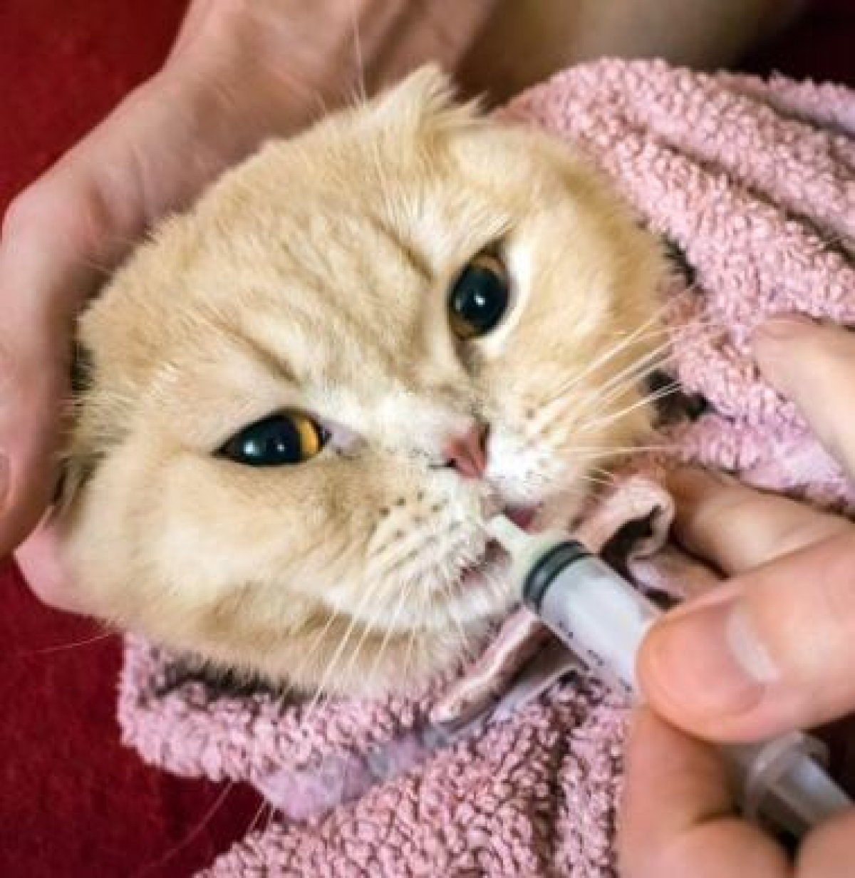 katze tablette mit spritze geben