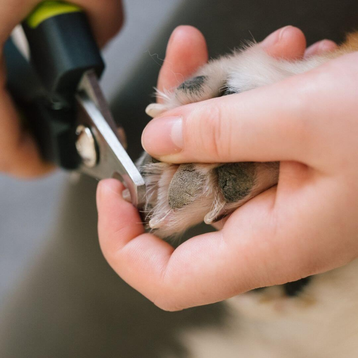hundekralle wird mit krallenschere geschnitten