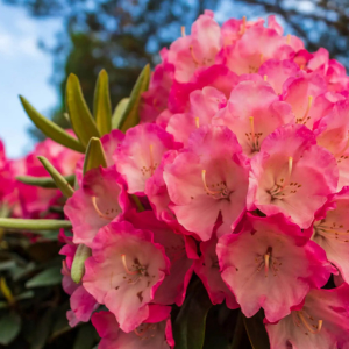 Für Katzen giftiger Rhododendron