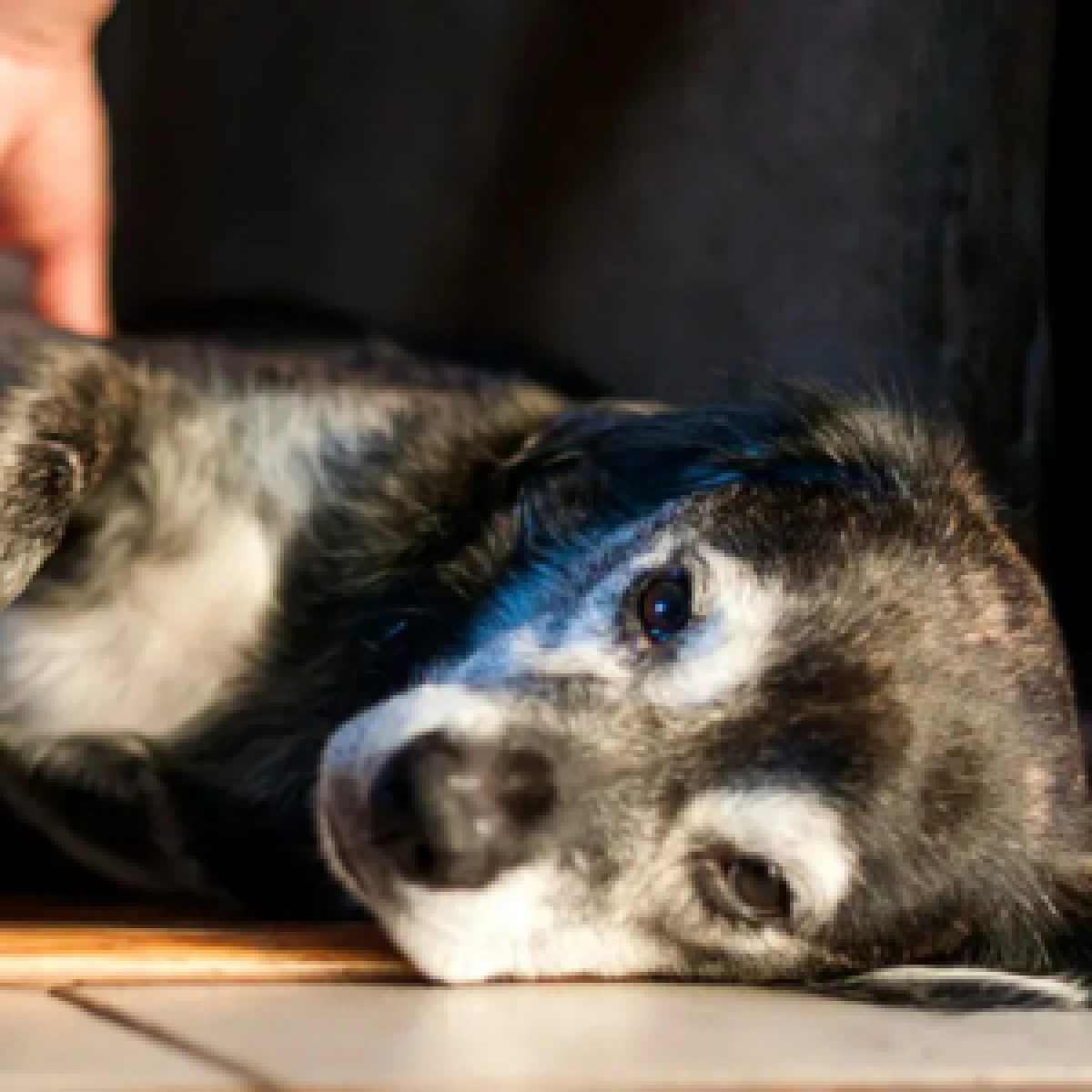 Hund mit Vergiftung liegt auf dem Boden