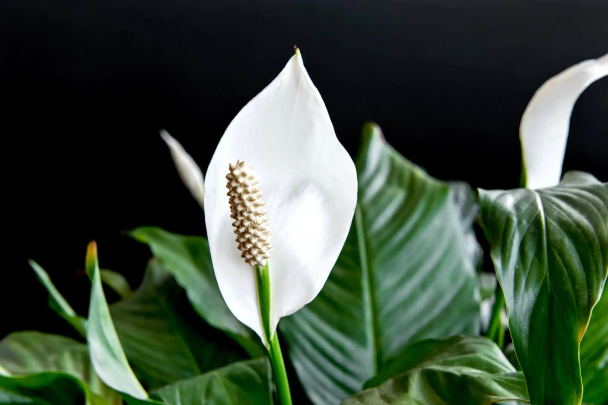 Für Katzen giftige Spathiphyllum