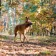 felmo rezension hund sylvia