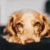 felmo rezension hund dirk