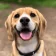 felmo rezension hund sylvia