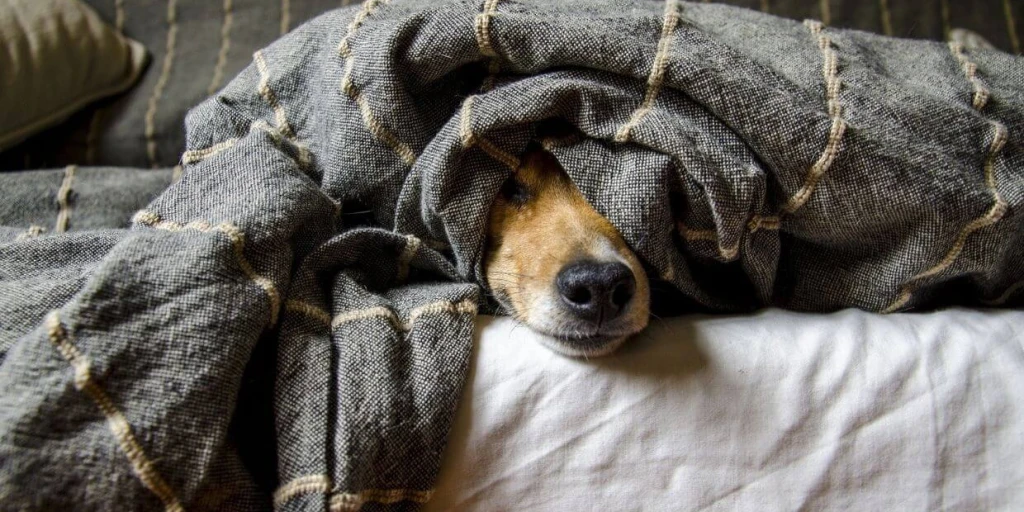 felmo - Ratgeber: Hund an Silvester