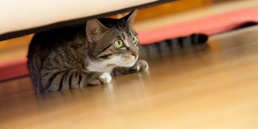 Katze versteckt sich unter dem Bett