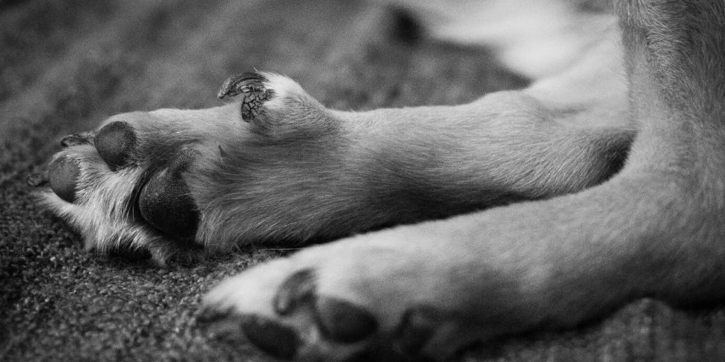 felmo Ratgeber - Krallen schneiden beim Hund