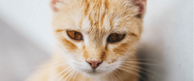 felmo Ratgeber - Katzenseuche