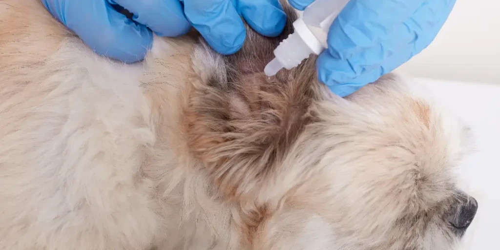 Ohr erhält Ohrentropfen