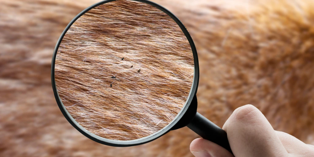 Lupe zeigt Flöhe auf Hundefell