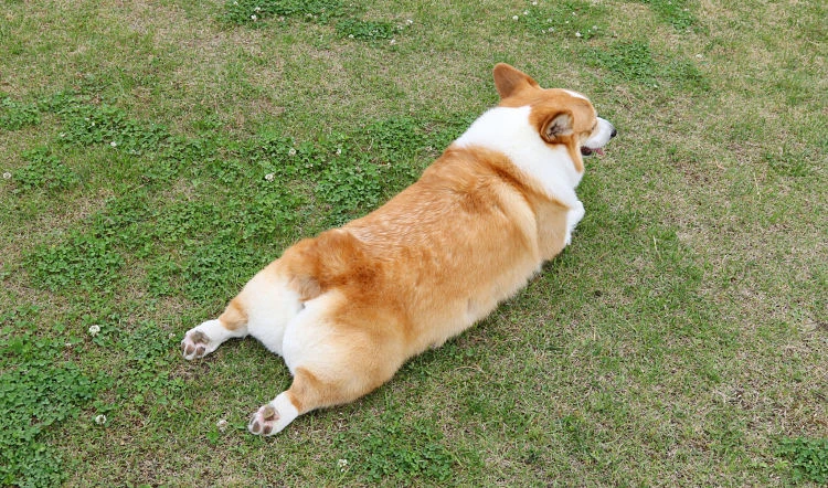 Hund liegt auf dem Bauch im Gras