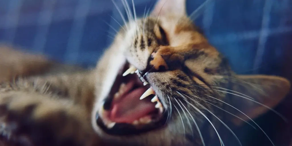 Katze faucht und ist aggressiv