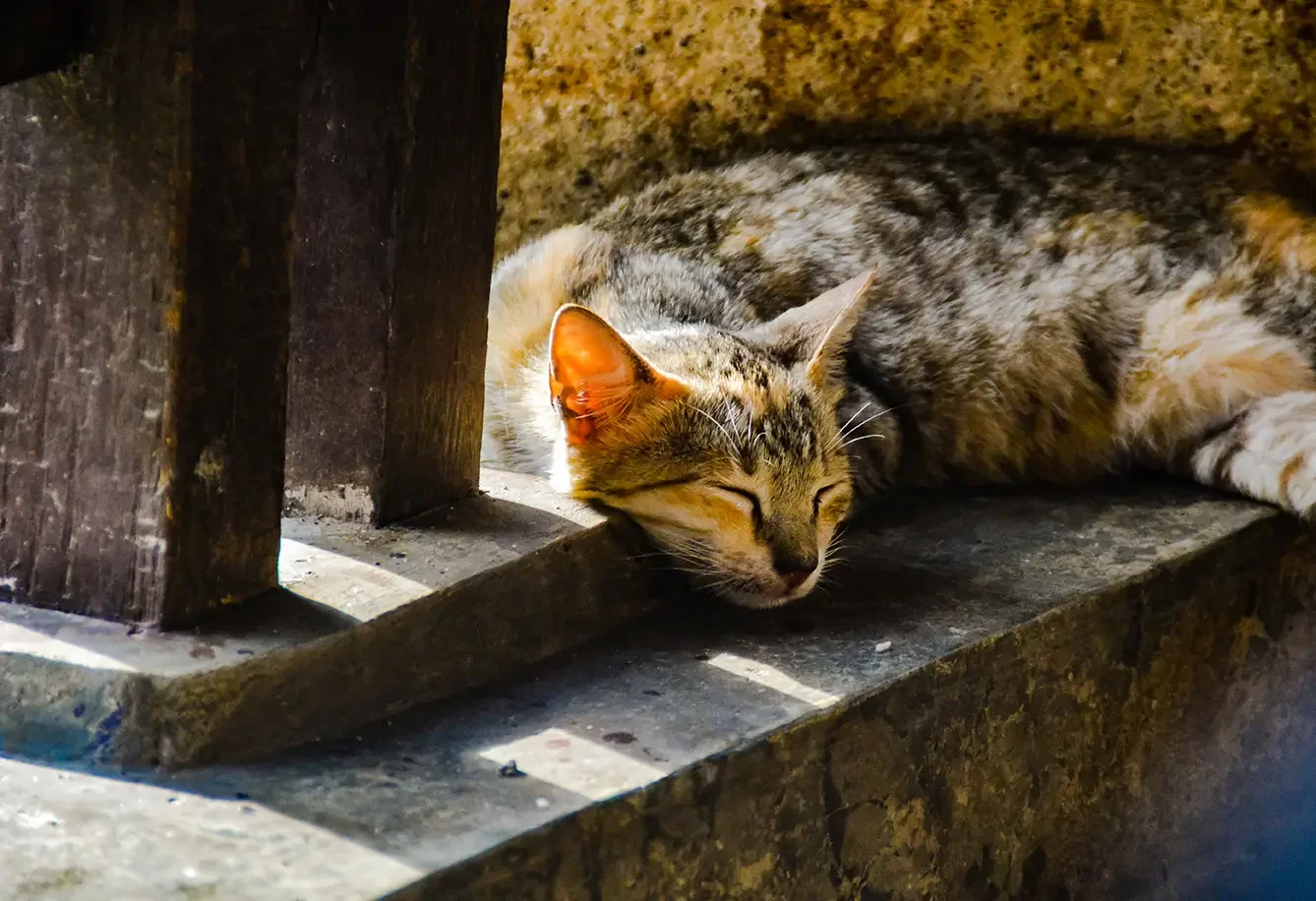 Nierenprobleme Katze
