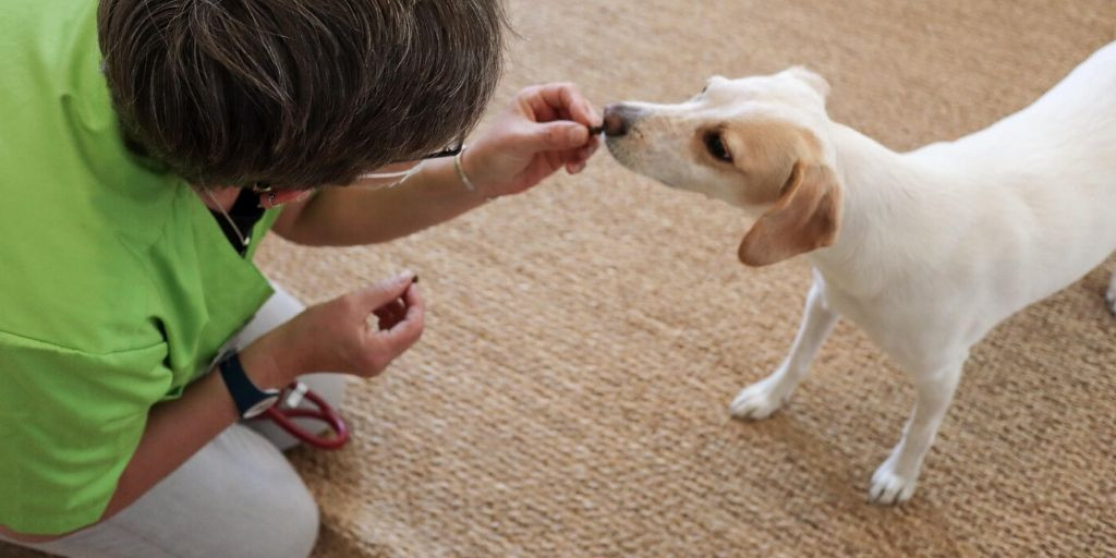 tierarzt-felmo-ratgeber-hund-entwurmung