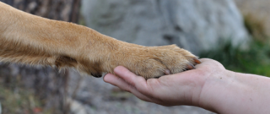 Hundepfote und Menschenhand