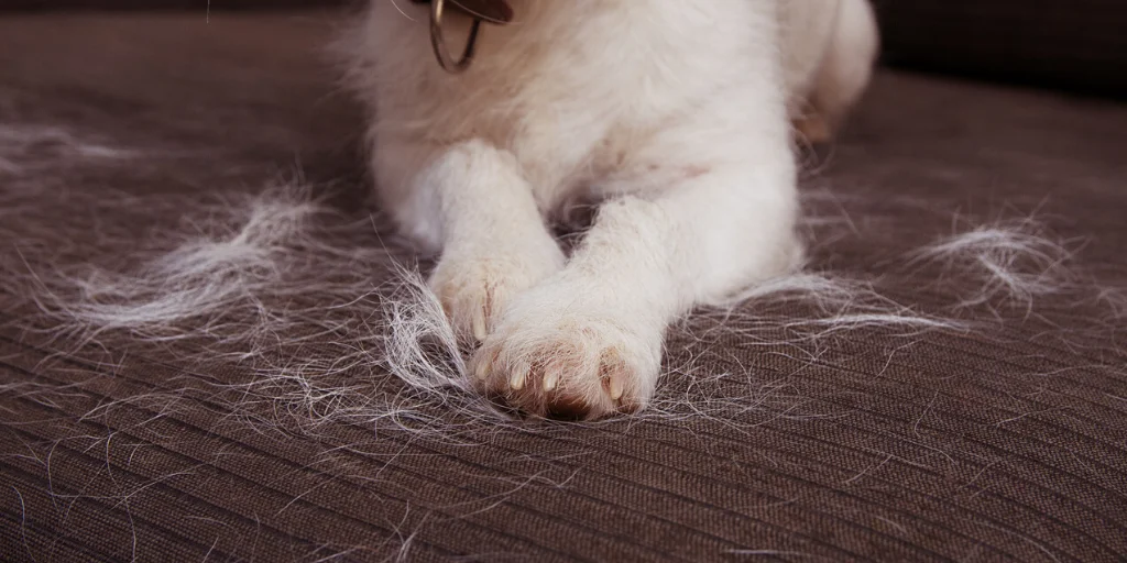 ein Hund mit Haut- oder Fellallergien