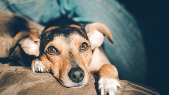 Geschwächter Terrier liegt auf einer Ledercouch